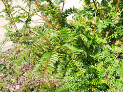 Sorbus rehderiana - Sierboom - Hortus Conclusus  - 1
