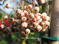 Sorbus rehderiana - Sierboom - Hortus Conclusus  - 3