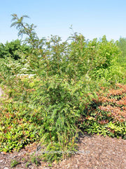 Sorbus rehderiana - Sierboom - Hortus Conclusus  - 5