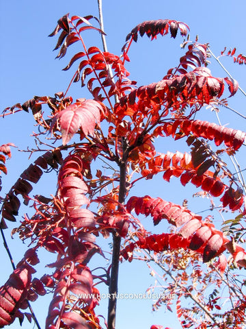 Sorbus torminalis 'Tundra'