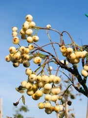 Sorbus torminalis 'Tundra' - Sierboom - Hortus Conclusus  - 2