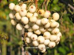 Sorbus torminalis 'Tundra' - Sierboom - Hortus Conclusus  - 3