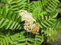Sorbus torminalis 'Tundra' - Sierboom - Hortus Conclusus  - 4