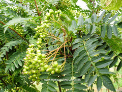Sorbus torminalis 'Tundra' - Sierboom - Hortus Conclusus  - 5