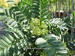 Sorbus torminalis 'Tundra' - Sierboom - Hortus Conclusus  - 6
