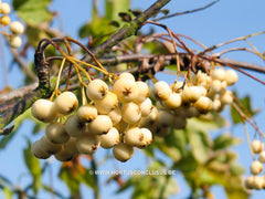 Sorbus torminalis 'Tundra' - Sierboom - Hortus Conclusus  - 7