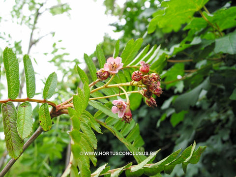 Sorbus ursina