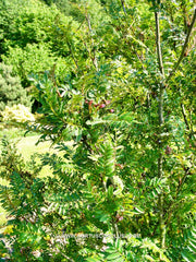 Sorbus ursina - Sierboom - Hortus Conclusus  - 2
