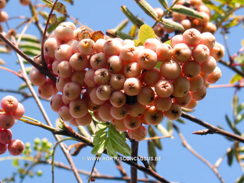 Sorbus x arnoldiana 'Kirsten Pink'