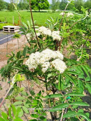 Sorbus x arnoldiana 'White Wax'