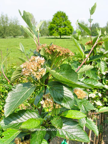 Sorbus x hostii