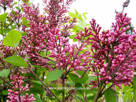 Syringa 'Josée'