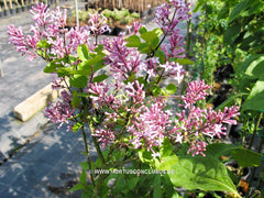 Syringa 'Josée' - Heester - Hortus Conclusus  - 2
