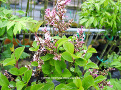 Syringa 'Josée' - Heester - Hortus Conclusus  - 3