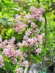 Syringa 'Josée' - Heester - Hortus Conclusus  - 4