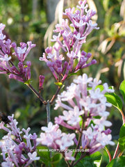 Syringa meyeri 'Palibin' - Heester - Hortus Conclusus  - 1