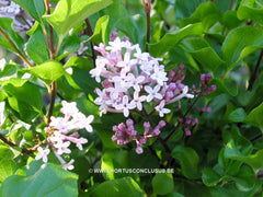 Syringa meyeri 'Palibin' - Heester - Hortus Conclusus  - 2