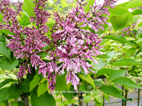 Syringa patula 'Miss Kim'