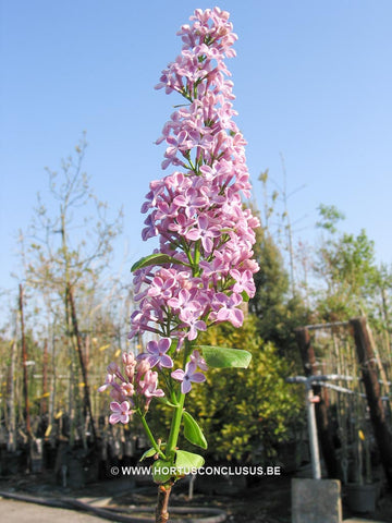 Syringa vulgaris 'Paul Thirion'