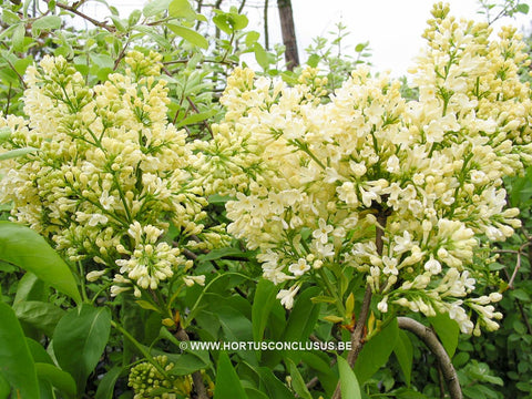 Syringa vulgaris 'Primrose'