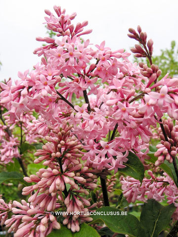 Syringa x josiflexa 'Bellicent'