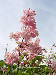 Syringa x josiflexa 'Bellicent' - Heester - Hortus Conclusus  - 2