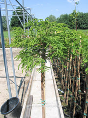 Taxodium distichum 'Hursley Park' - Konifeer - Hortus Conclusus  - 1