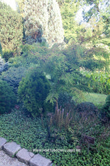 Taxodium distichum 'Hursley Park' - Konifeer - Hortus Conclusus  - 2