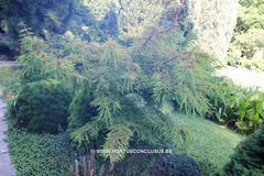 Taxodium distichum 'Hursley Park' - Konifeer - Hortus Conclusus  - 3