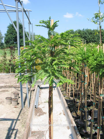 Taxodium distichum 'Secrest'