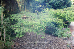 Taxodium distichum 'Secrest' - Konifeer - Hortus Conclusus  - 2