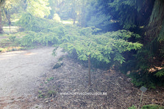 Taxodium distichum 'Secrest' - Konifeer - Hortus Conclusus  - 3