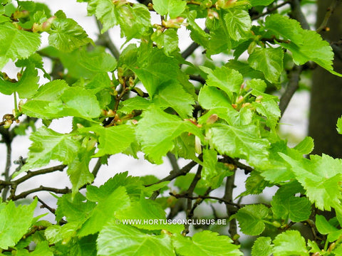 Tilia cordata 'Lico'