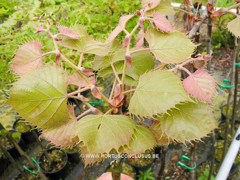 Tilia henryana