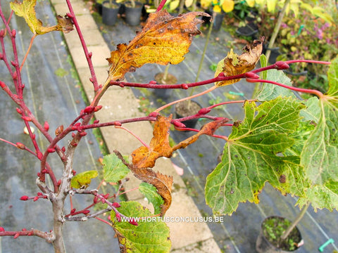 Tilia platyphyllos 'Pepi'