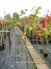 Tilia platyphyllos 'Pepi' - Sierboom - Hortus Conclusus  - 2
