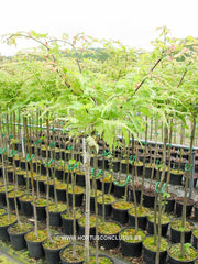 Tilia platyphyllos 'Pepi' - Sierboom - Hortus Conclusus  - 3