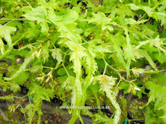 Tilia platyphyllos 'Pepi' - Sierboom - Hortus Conclusus  - 4