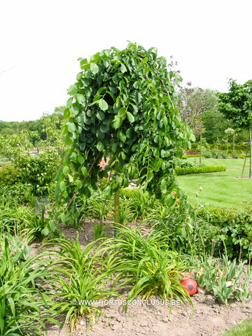 Ulmus glabra 'Camperdownii'