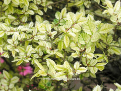 Ulmus parvifolia 'Geisha' - Sierboom - Hortus Conclusus  - 4