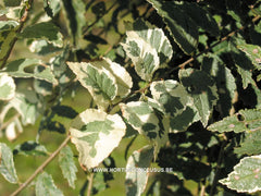 Ulmus parvifolia 'Geisha' - Sierboom - Hortus Conclusus  - 8