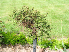Ulmus parvifolia 'Hokkaido' - Sierboom - Hortus Conclusus  - 1