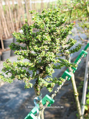 Ulmus parvifolia 'Hokkaido' - Sierboom - Hortus Conclusus  - 2