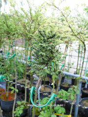 Ulmus parvifolia 'Hokkaido' - Sierboom - Hortus Conclusus  - 3
