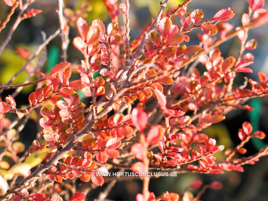 Ulmus parvifolia 'Seiju' - Sierboom - Hortus Conclusus  - 1