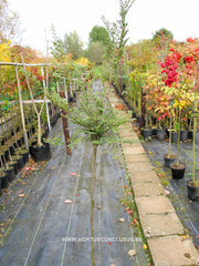 Ulmus parvifolia 'Seiju' - Sierboom - Hortus Conclusus  - 3