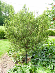Ulmus parvifolia 'Seiju' - Sierboom - Hortus Conclusus  - 4