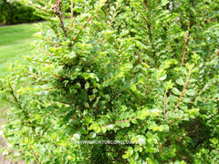 Ulmus parvifolia 'Seiju' - Sierboom - Hortus Conclusus  - 5