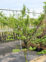 Ulmus parvifolia 'Seiju' - Sierboom - Hortus Conclusus  - 6