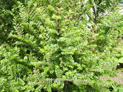Ulmus parvifolia 'Seiju' - Sierboom - Hortus Conclusus  - 7